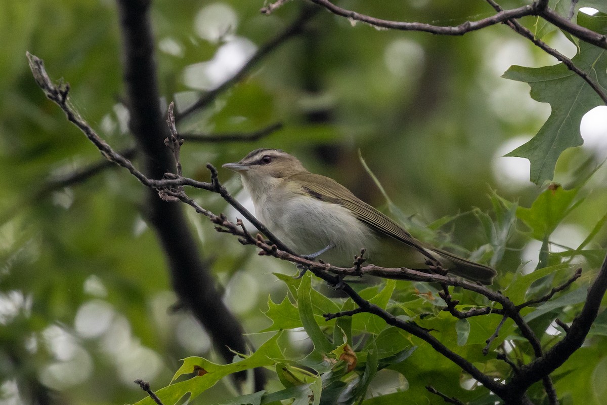 Kızıl Gözlü Vireo - ML577882971