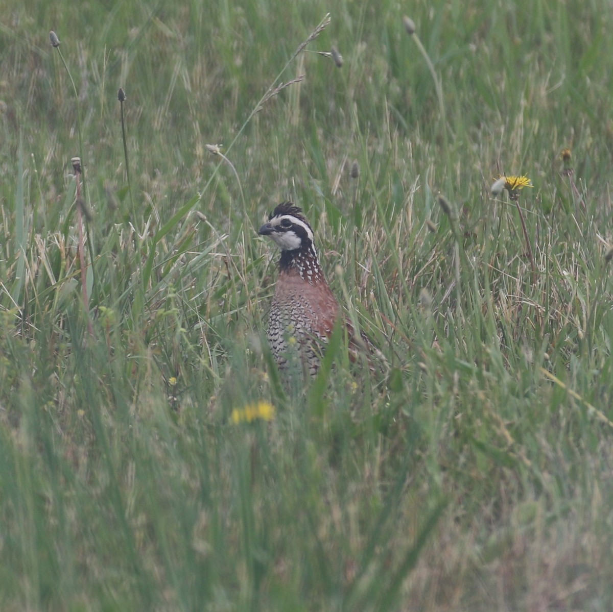 Northern Bobwhite - ML577883251