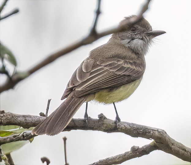Short-crested Flycatcher - ML577883561
