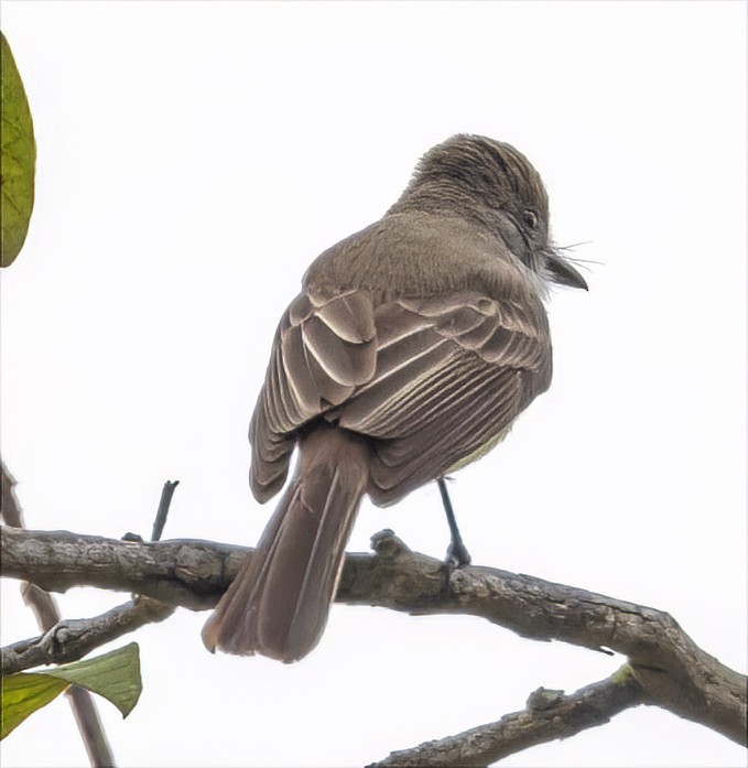 Short-crested Flycatcher - ML577883571