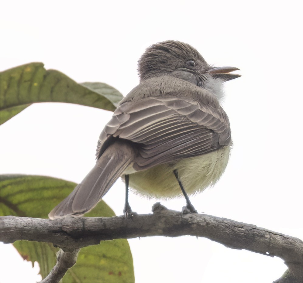 Short-crested Flycatcher - ML577883581