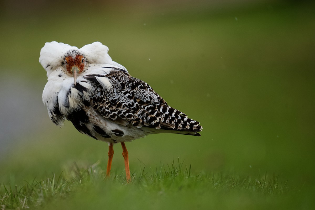 エリマキシギ - ML577885011