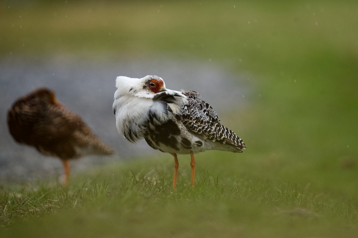 エリマキシギ - ML577885021