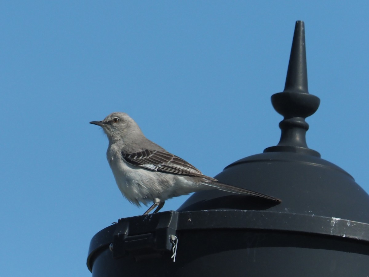 Northern Mockingbird - ML577885041