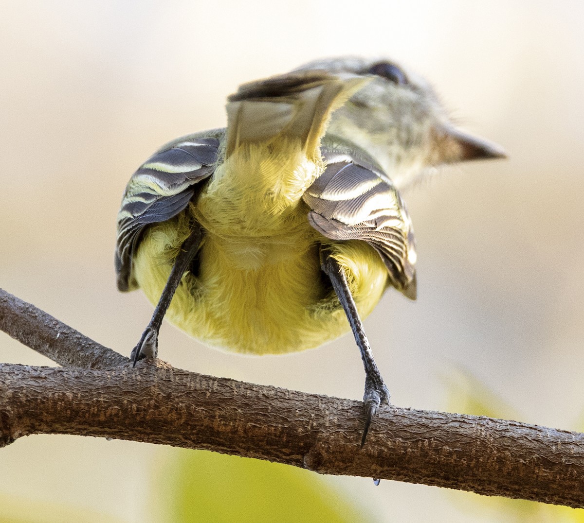 Forest Elaenia - ML577885661