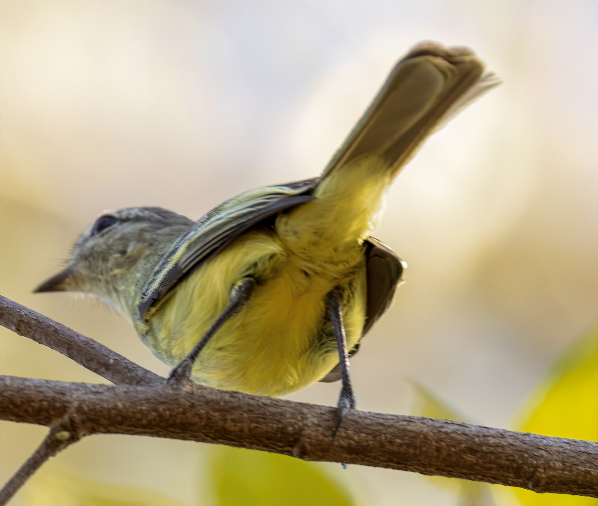 Forest Elaenia - ML577885681