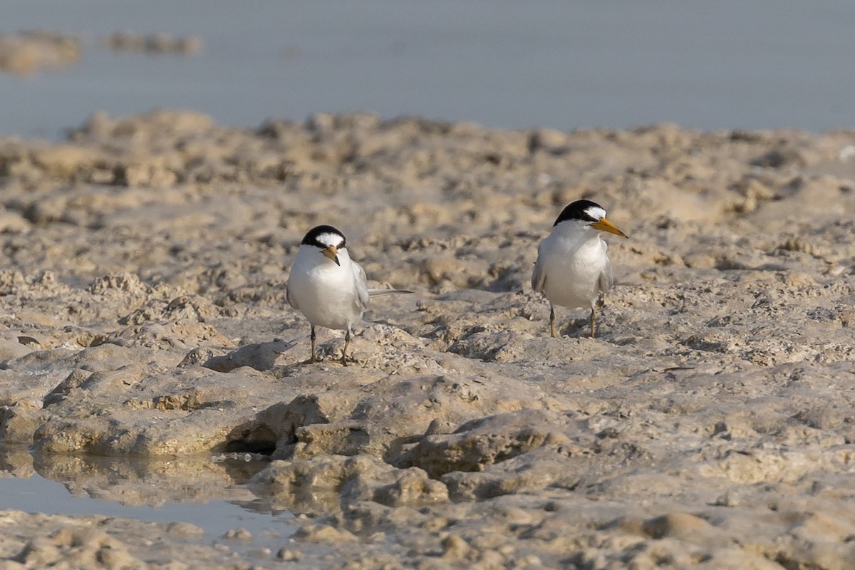 Saunders's Tern - ML577886671