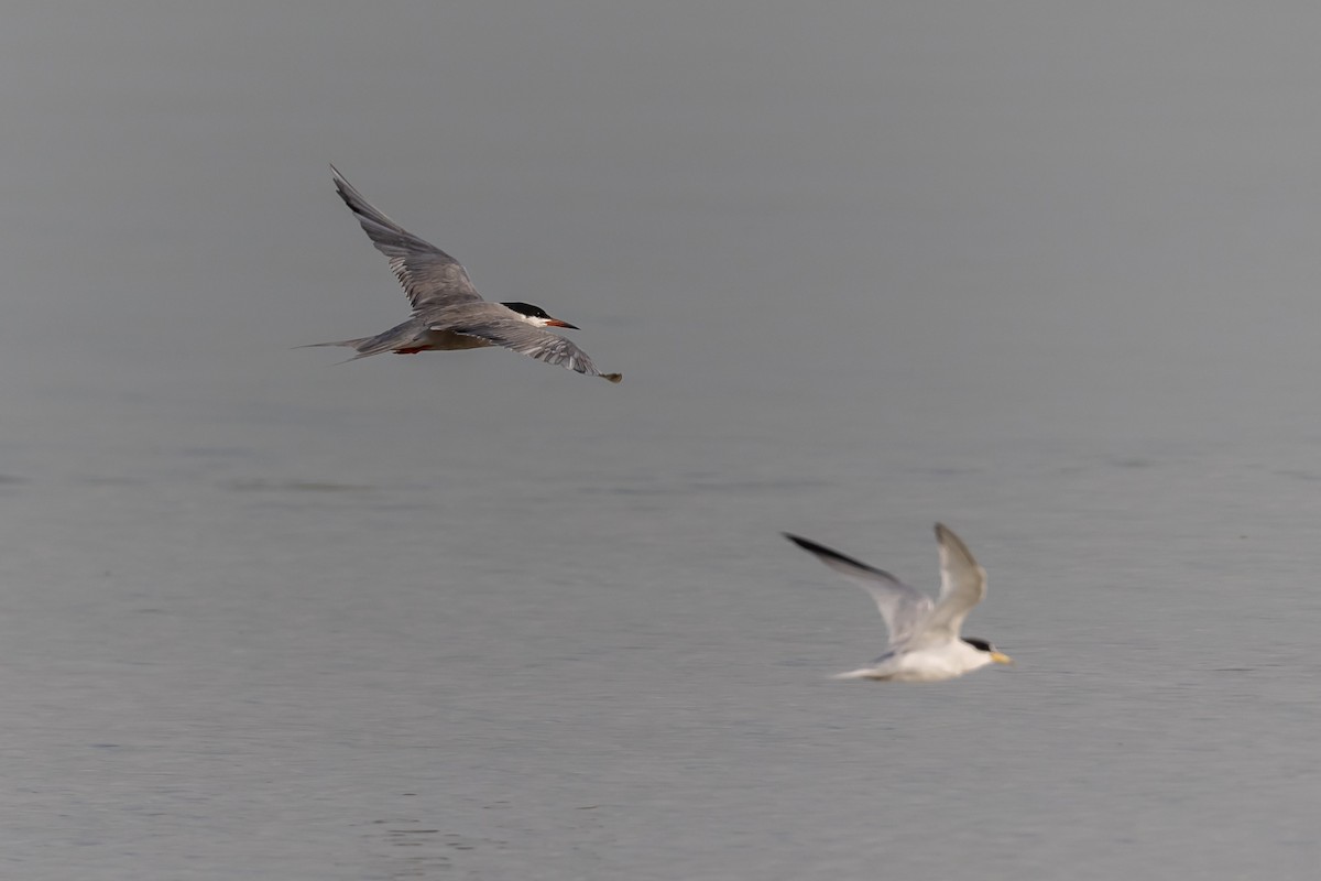 White-cheeked Tern - ML577886811