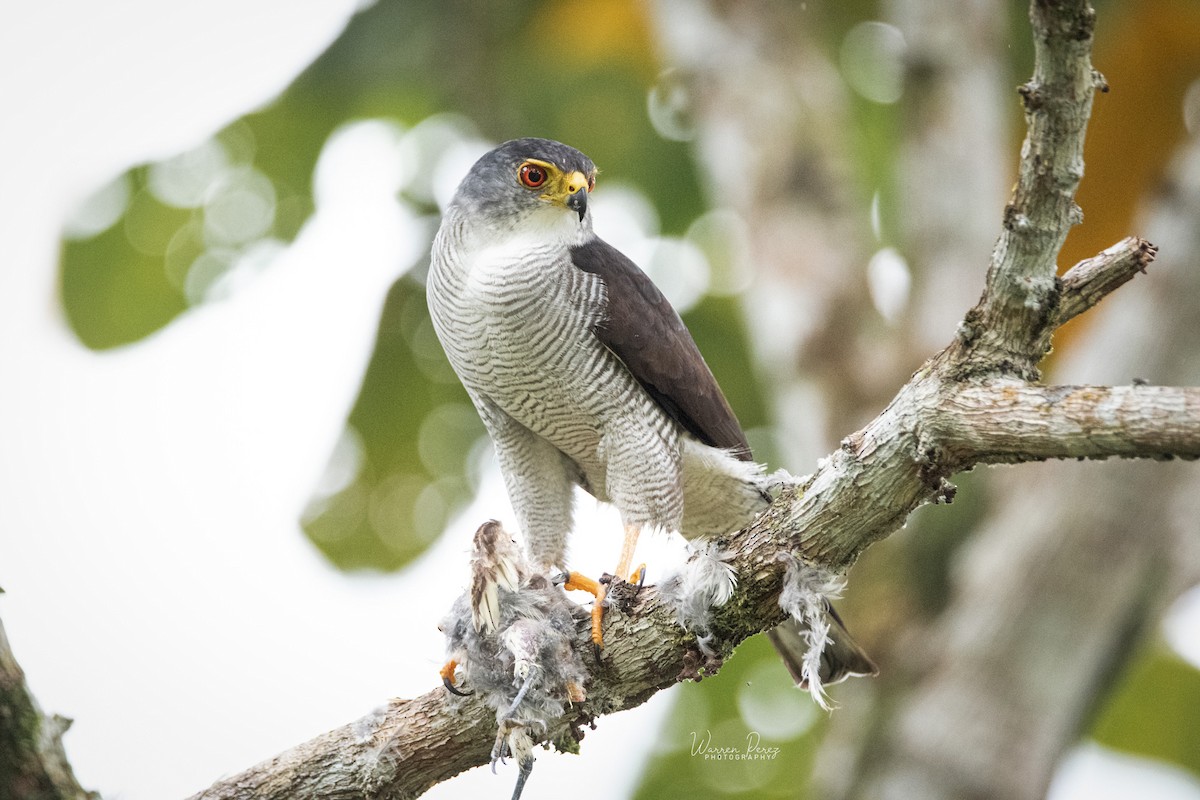 Tiny Hawk - ML577887831