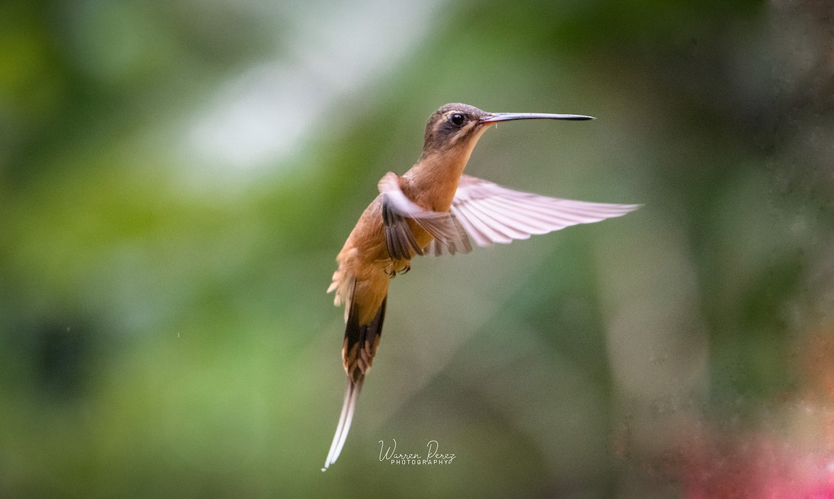 Koepcke's Hermit - ML577888041