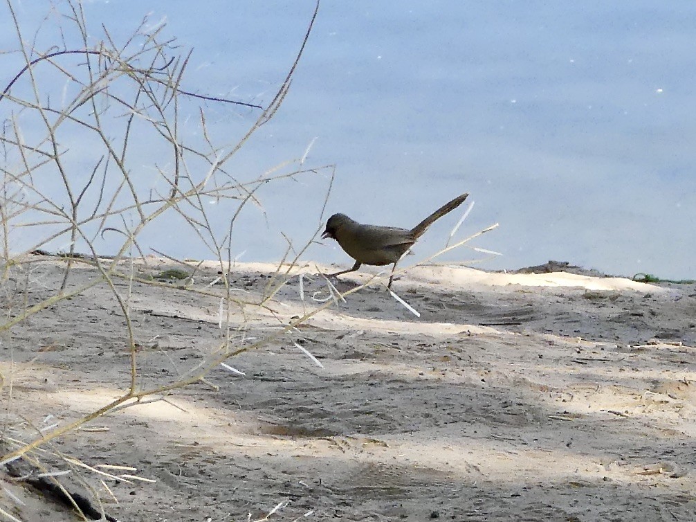 Abert's Towhee - ML577890041