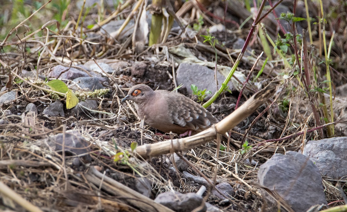 Bare-faced Ground Dove - ML577890081