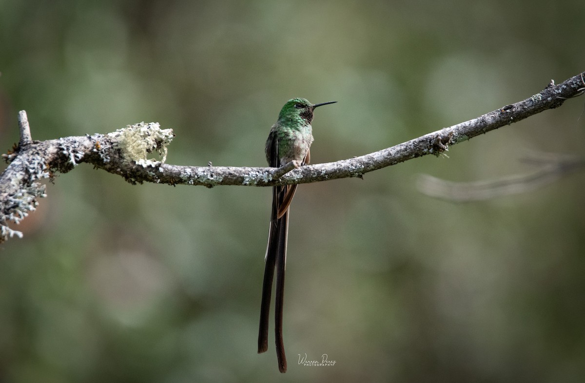 Black-tailed Trainbearer - ML577890161