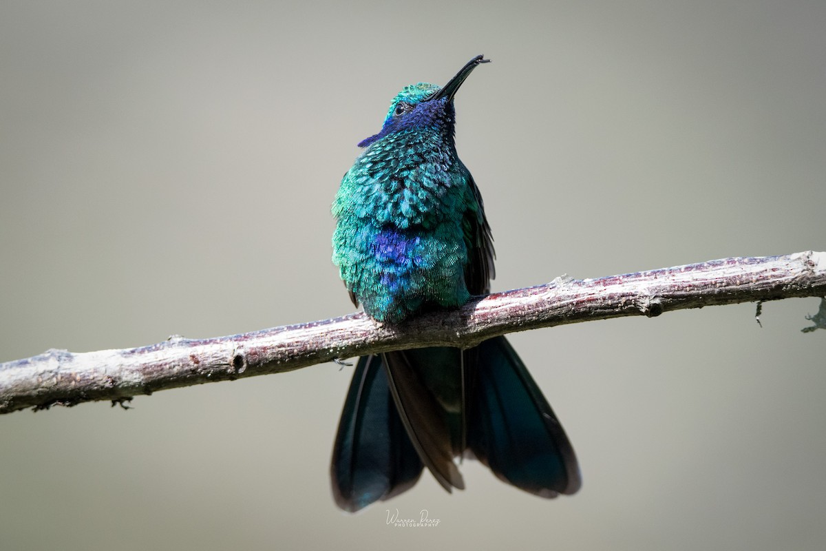 Sparkling Violetear - ML577890311