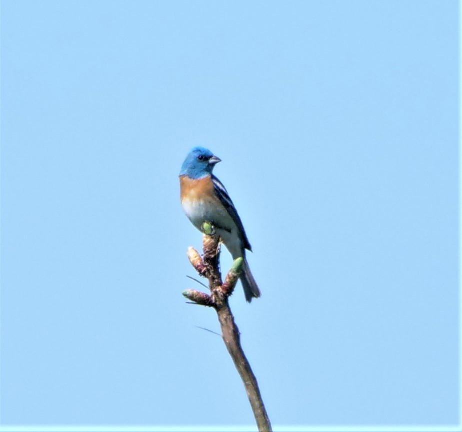 Lazuli Bunting - ML577890421