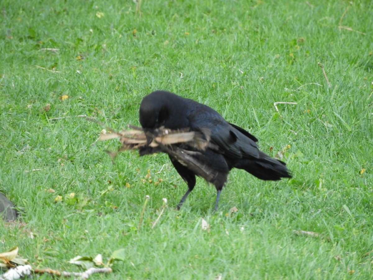 American Crow - ML577891071