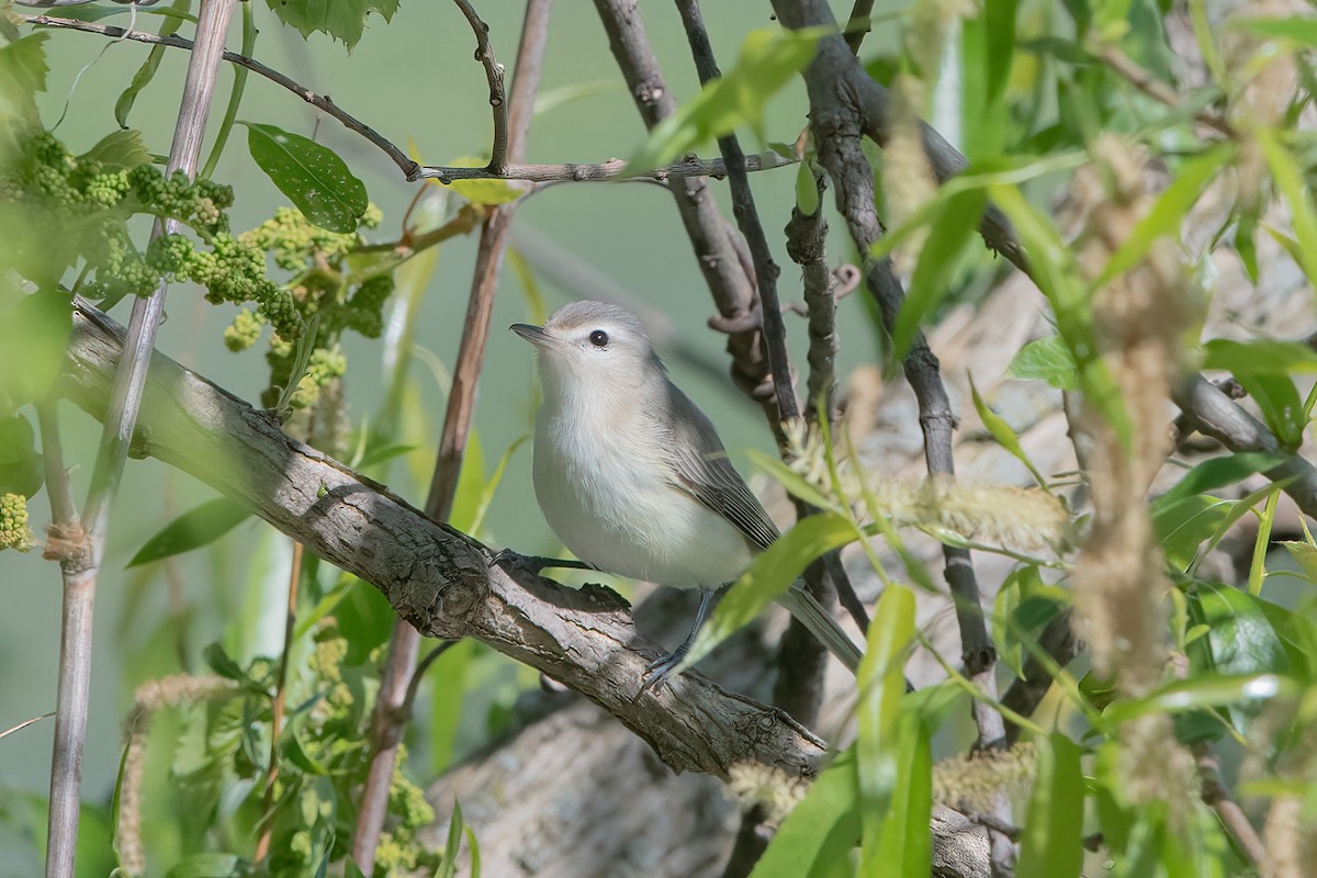 Warbling Vireo (Eastern) - ML577893011
