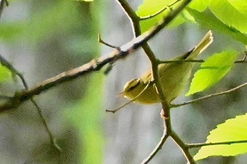 Worm-eating Warbler - Charlotte Pavelka & Doug Reitz