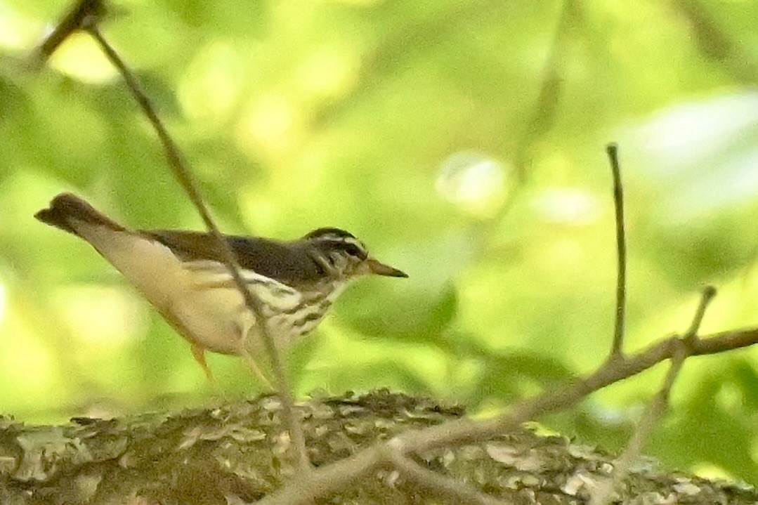 Louisiana Waterthrush - Charlotte Pavelka & Doug Reitz