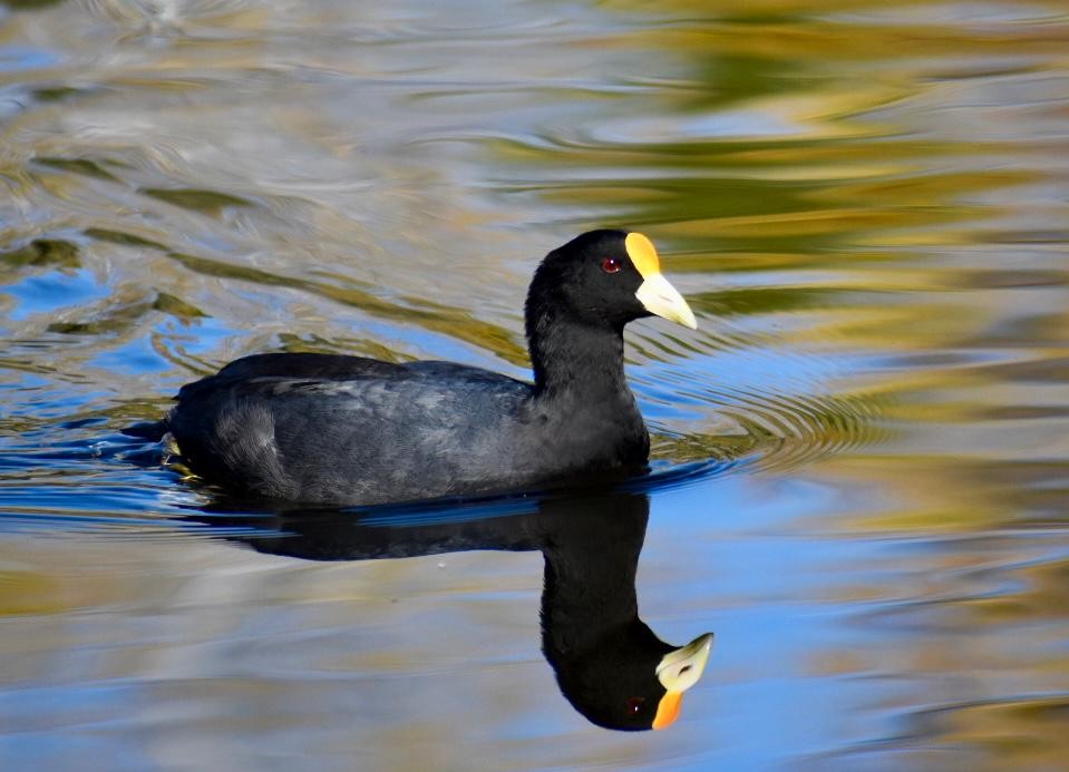 White-winged Coot - ML577894501