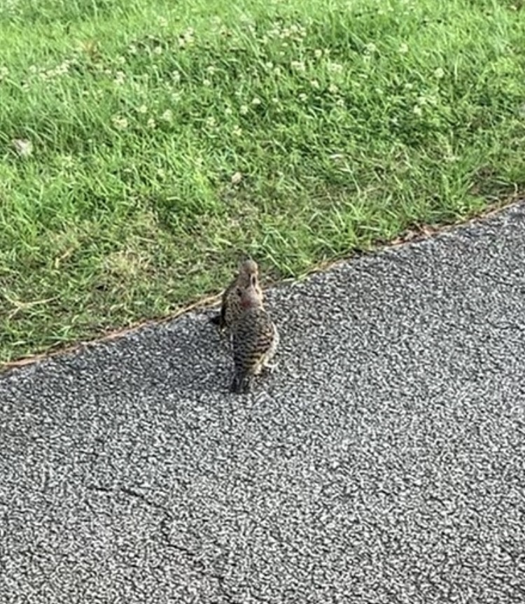 Northern Flicker (Yellow-shafted) - ML577896041