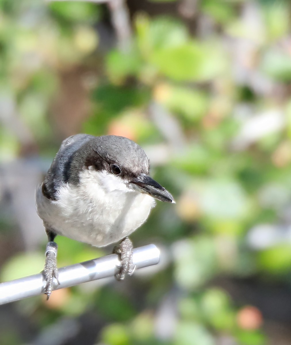 Pygmy Nuthatch - Elizabeth Winter