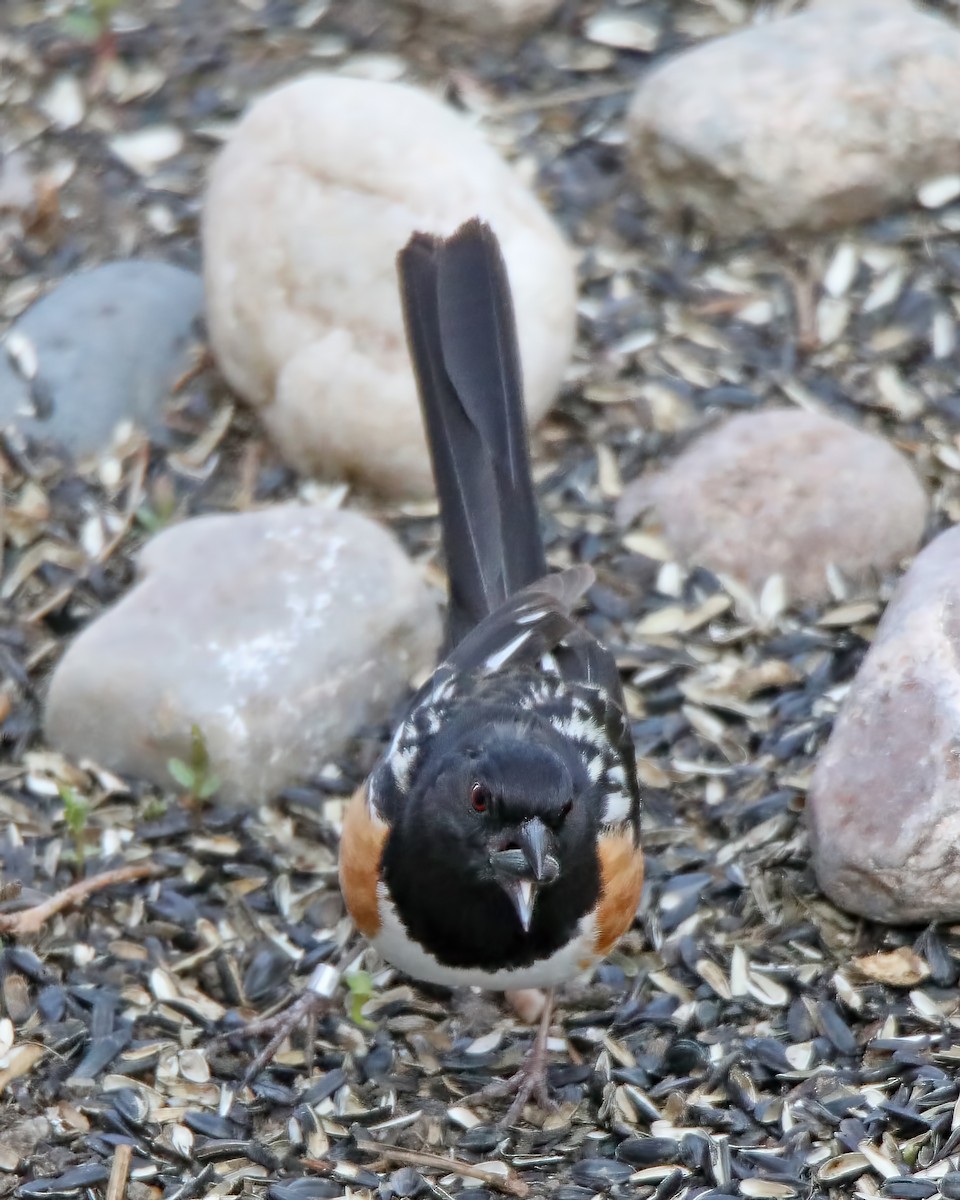 Spotted Towhee - Elizabeth Winter