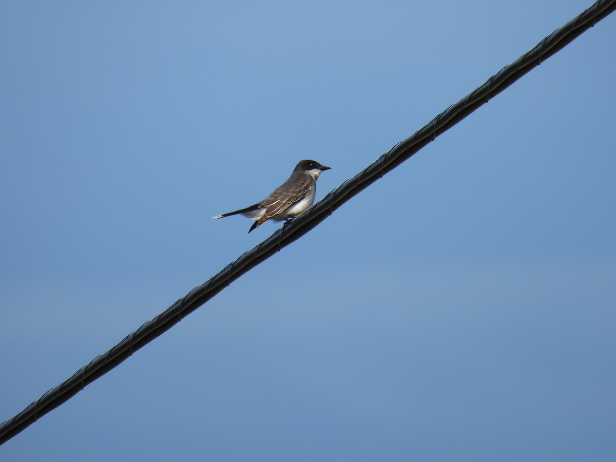 Eastern Kingbird - ML577898621