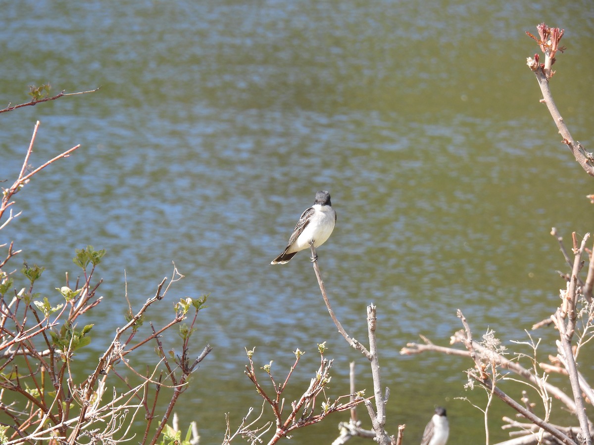 Eastern Kingbird - ML577898631