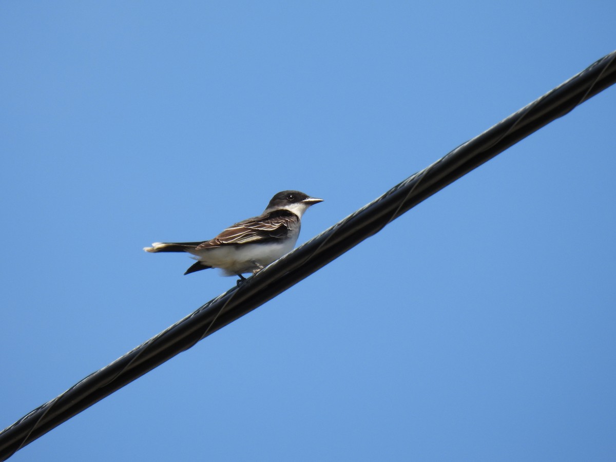 Eastern Kingbird - ML577898641