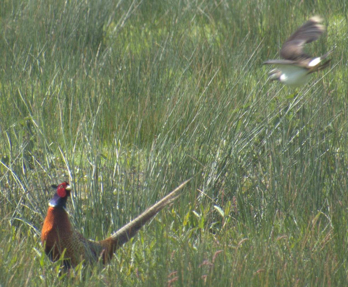 Ring-necked Pheasant - ML577899761