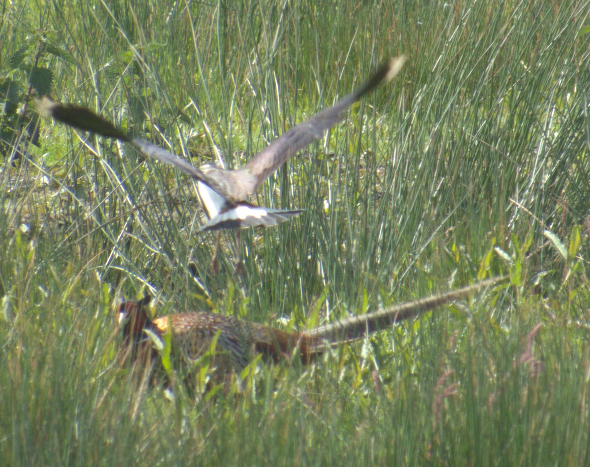 Northern Lapwing - ML577899901
