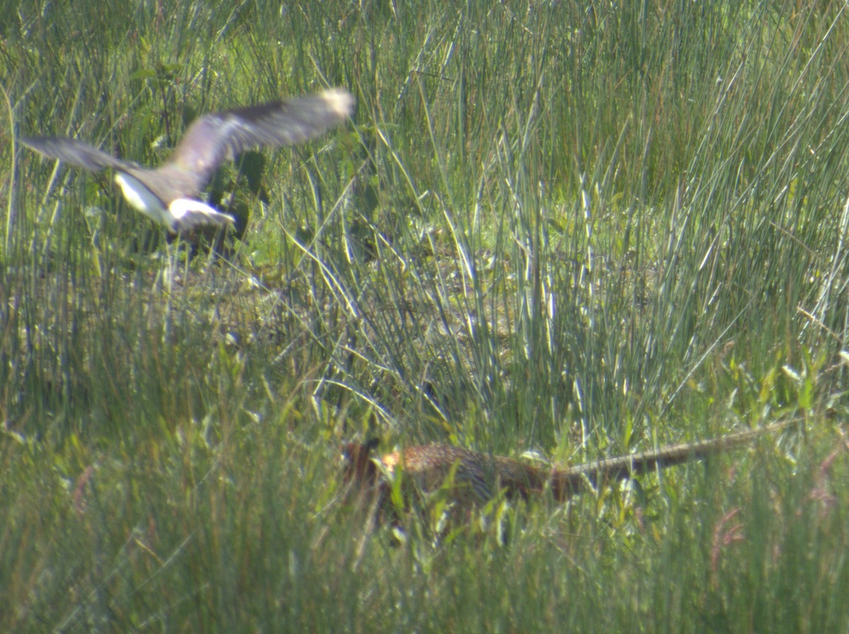 Northern Lapwing - ML577899911