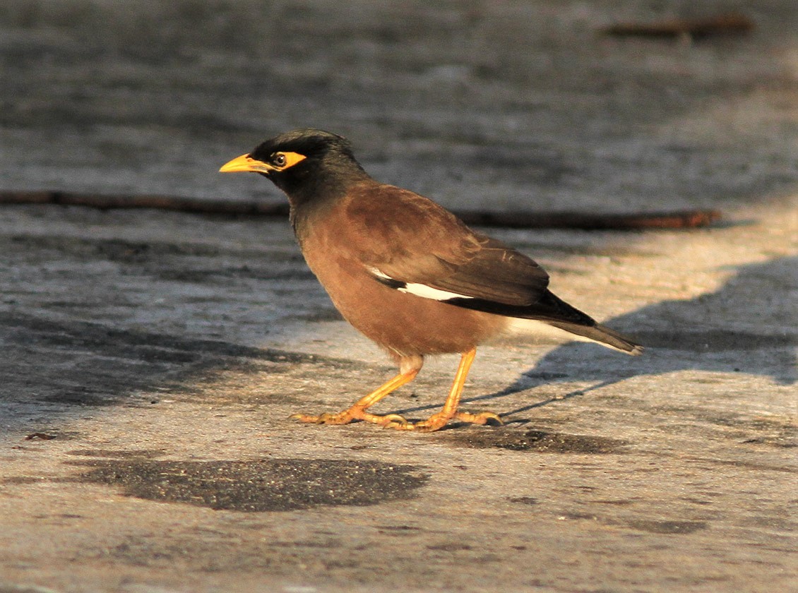 Common Myna - ML577899941