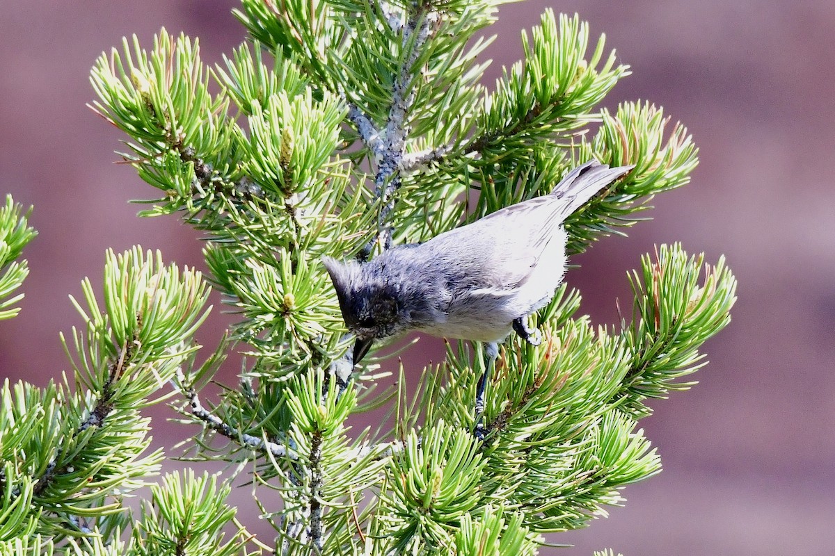 Juniper Titmouse - Peter Monson