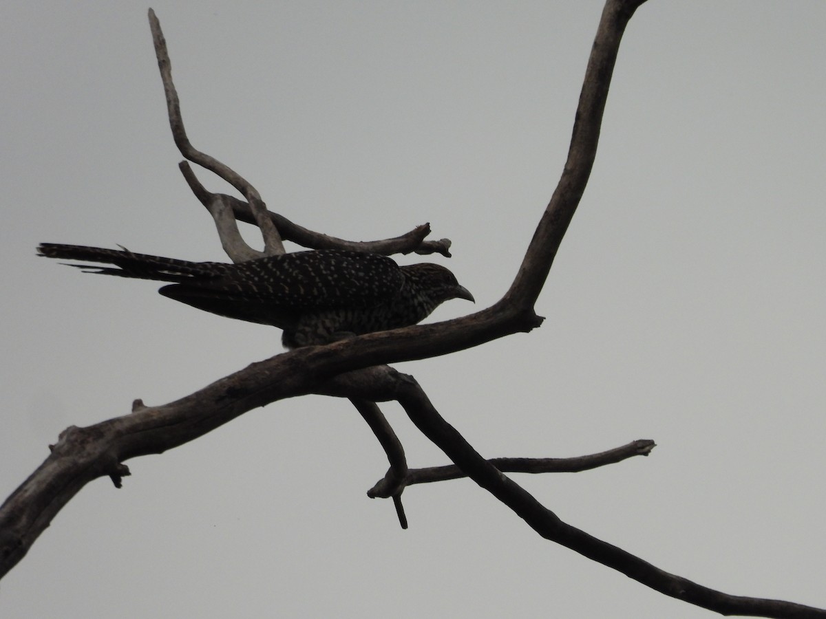 Asian Koel - ML577900771