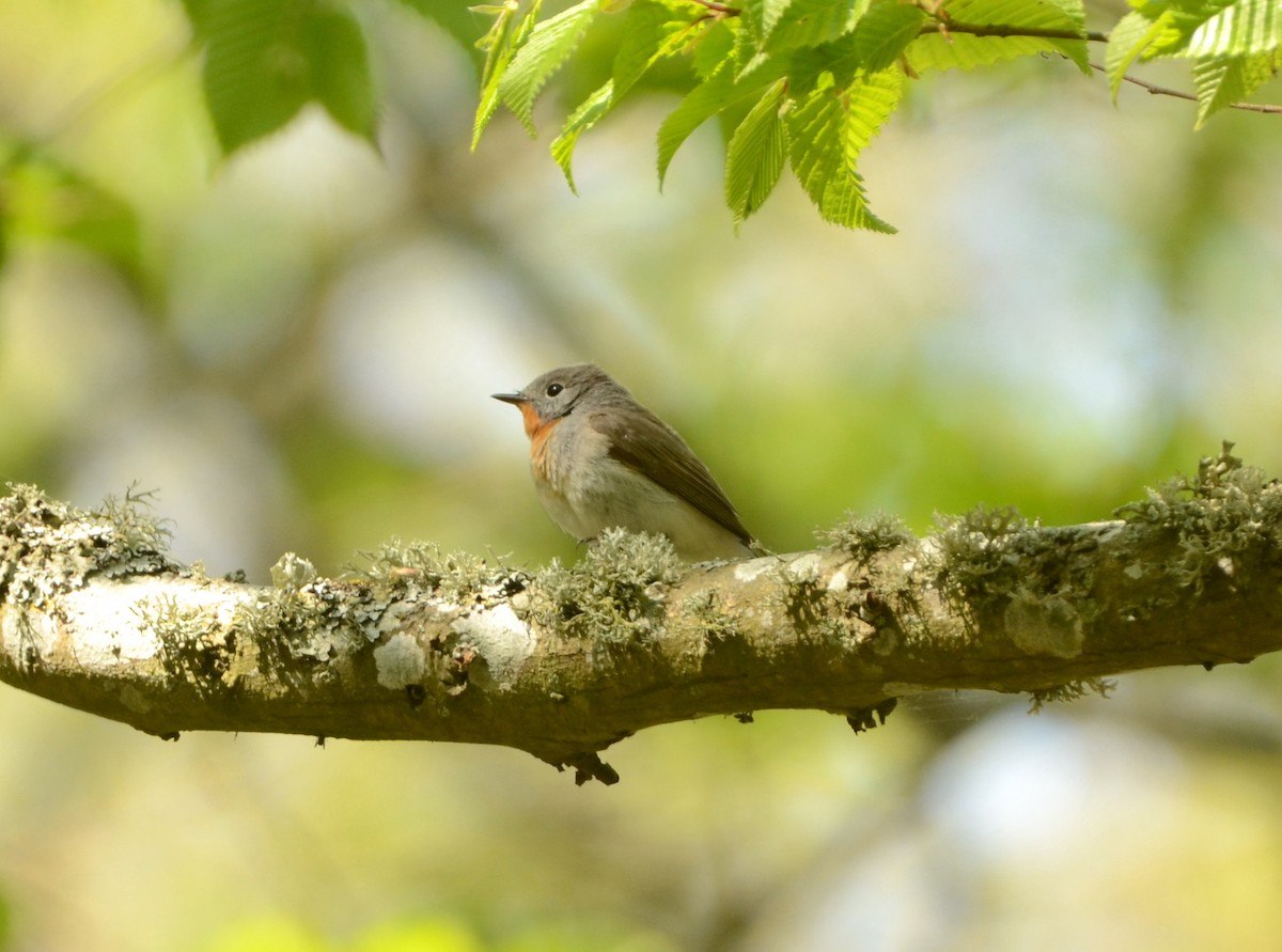 Red-breasted Flycatcher - ML577901151