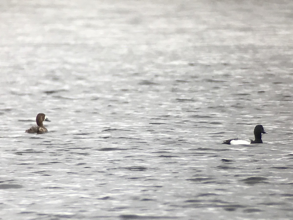 Greater Scaup - ML57790131
