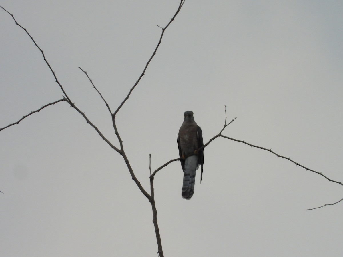 Common Hawk-Cuckoo - ML577901541