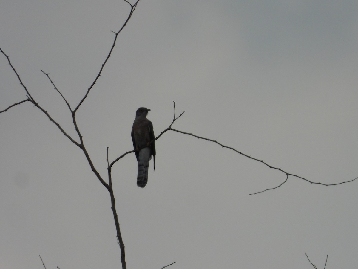 Common Hawk-Cuckoo - Hakimuddin F Saify