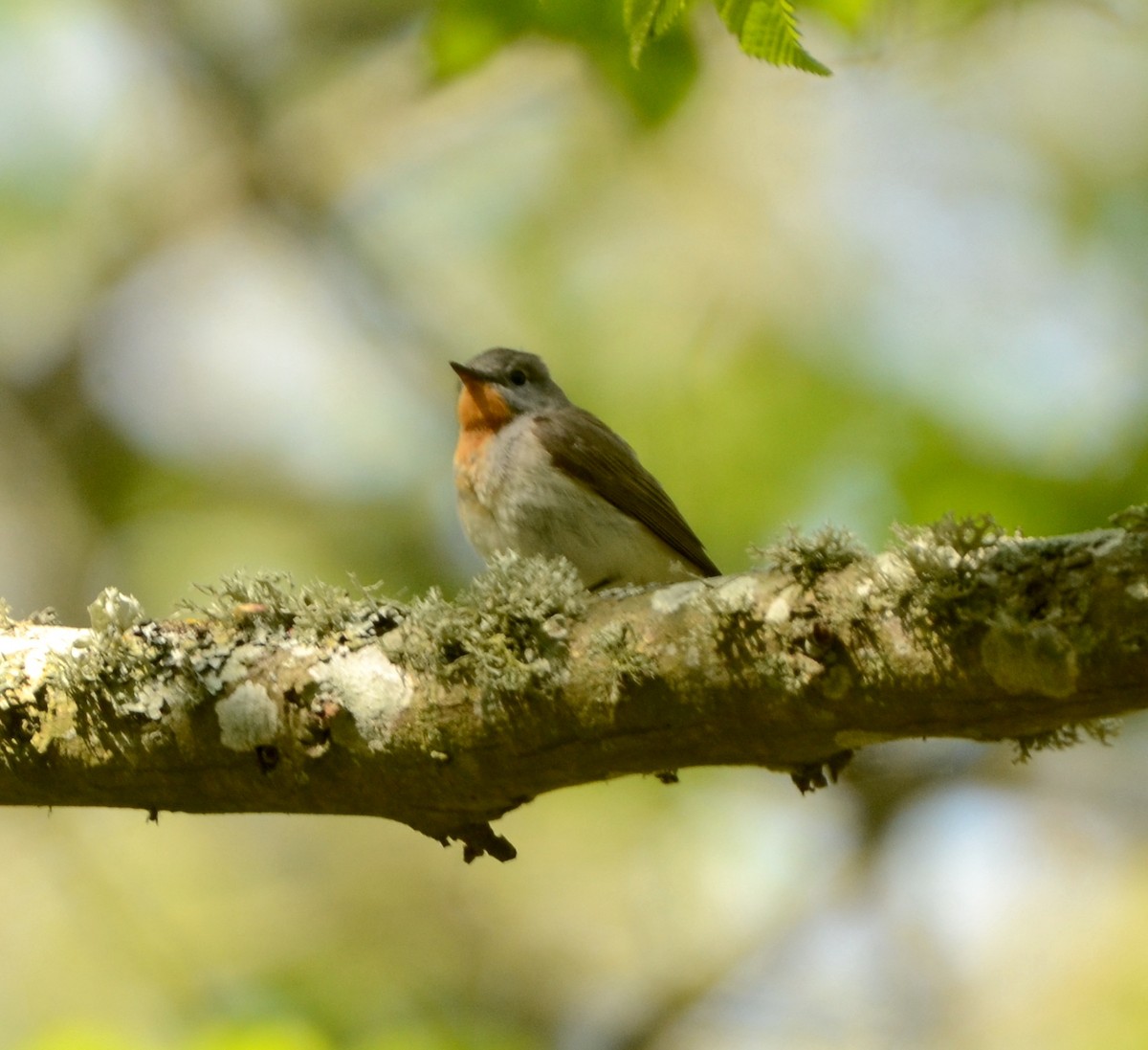 Red-breasted Flycatcher - ML577901901
