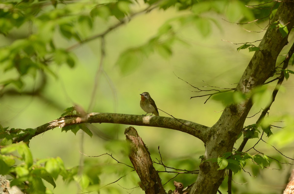Red-breasted Flycatcher - ML577902161
