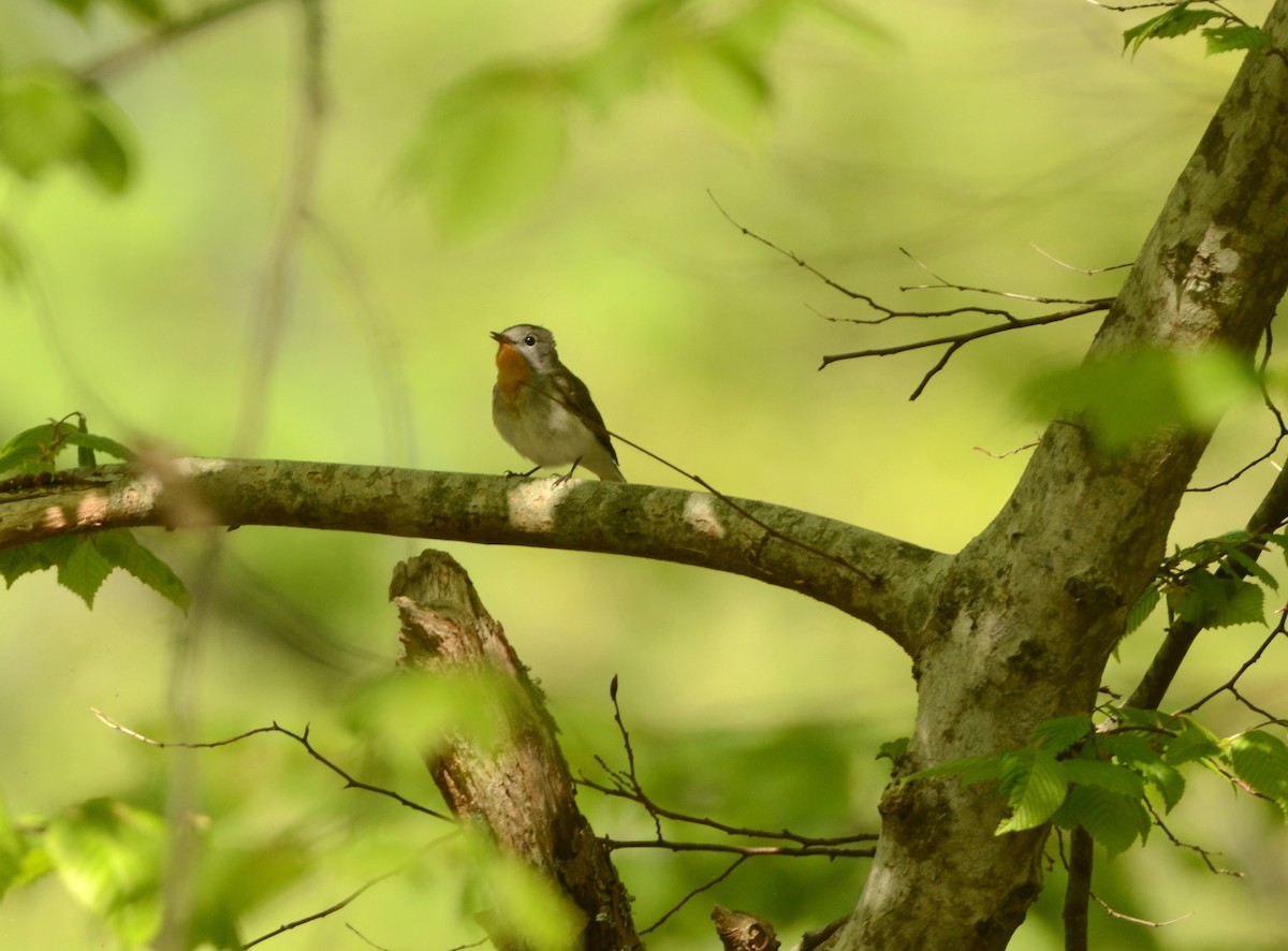 Red-breasted Flycatcher - ML577902561