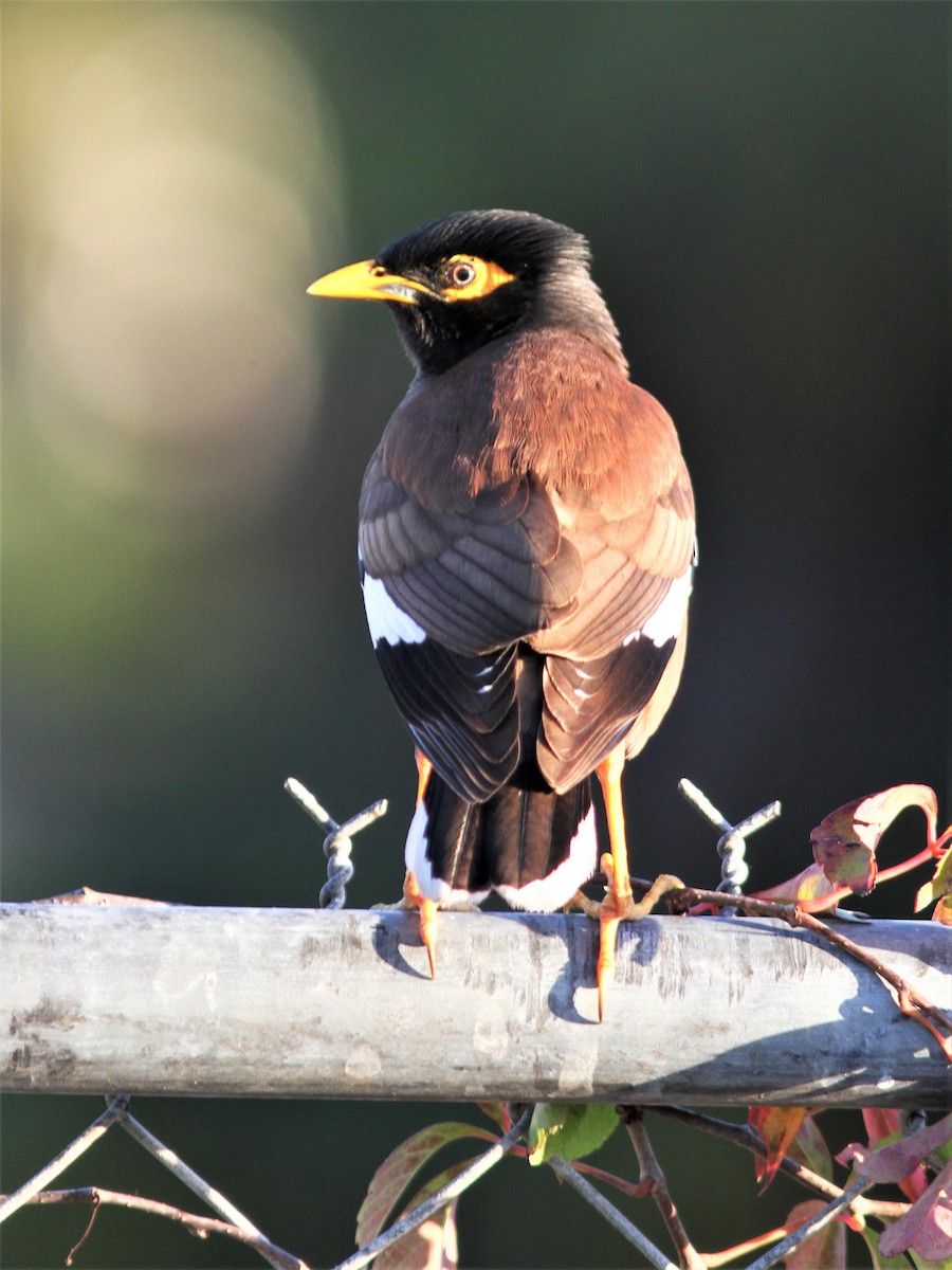 Common Myna - Bill Maynard