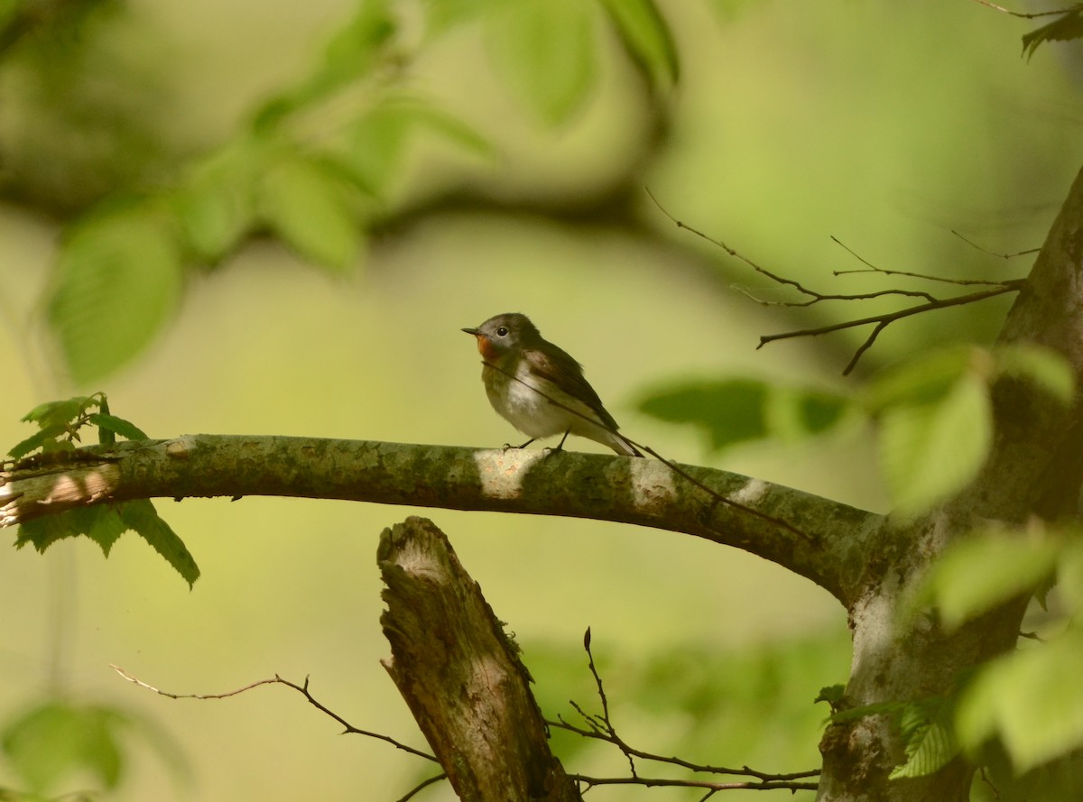 Red-breasted Flycatcher - ML577902771