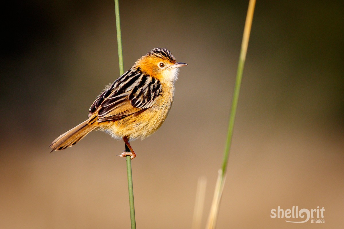 Golden-headed Cisticola - Luke Shelley