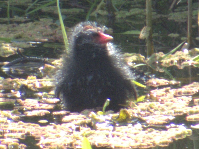 Eurasian Moorhen - ML577903481
