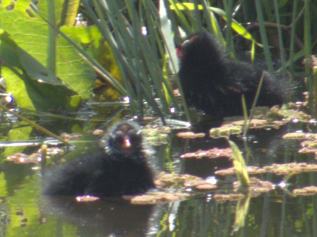 Eurasian Moorhen - ML577903491