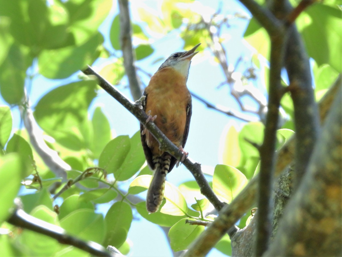 Carolina Wren - Amy Grimm