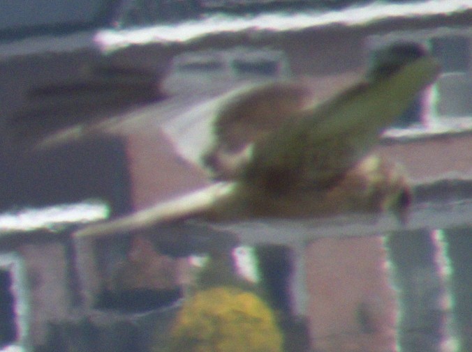 Western Marsh Harrier - ML577904061